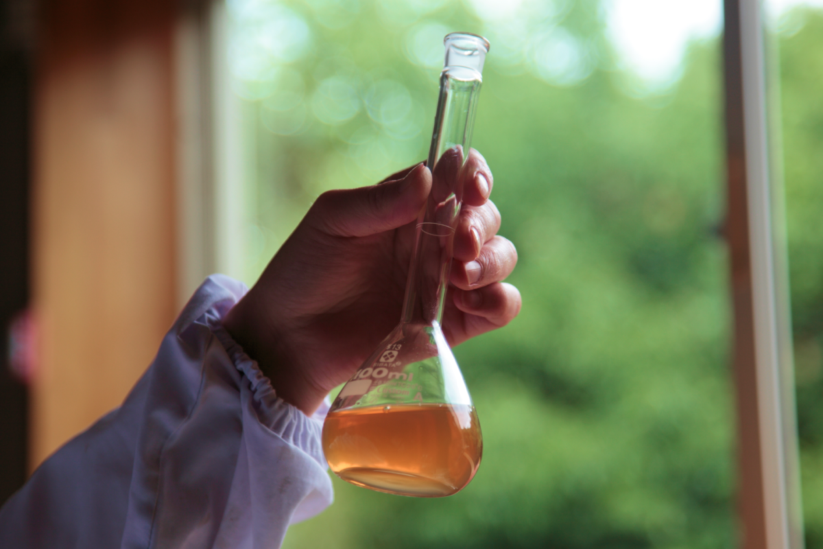 ポリフェノール量は、なんと「約6倍」に。